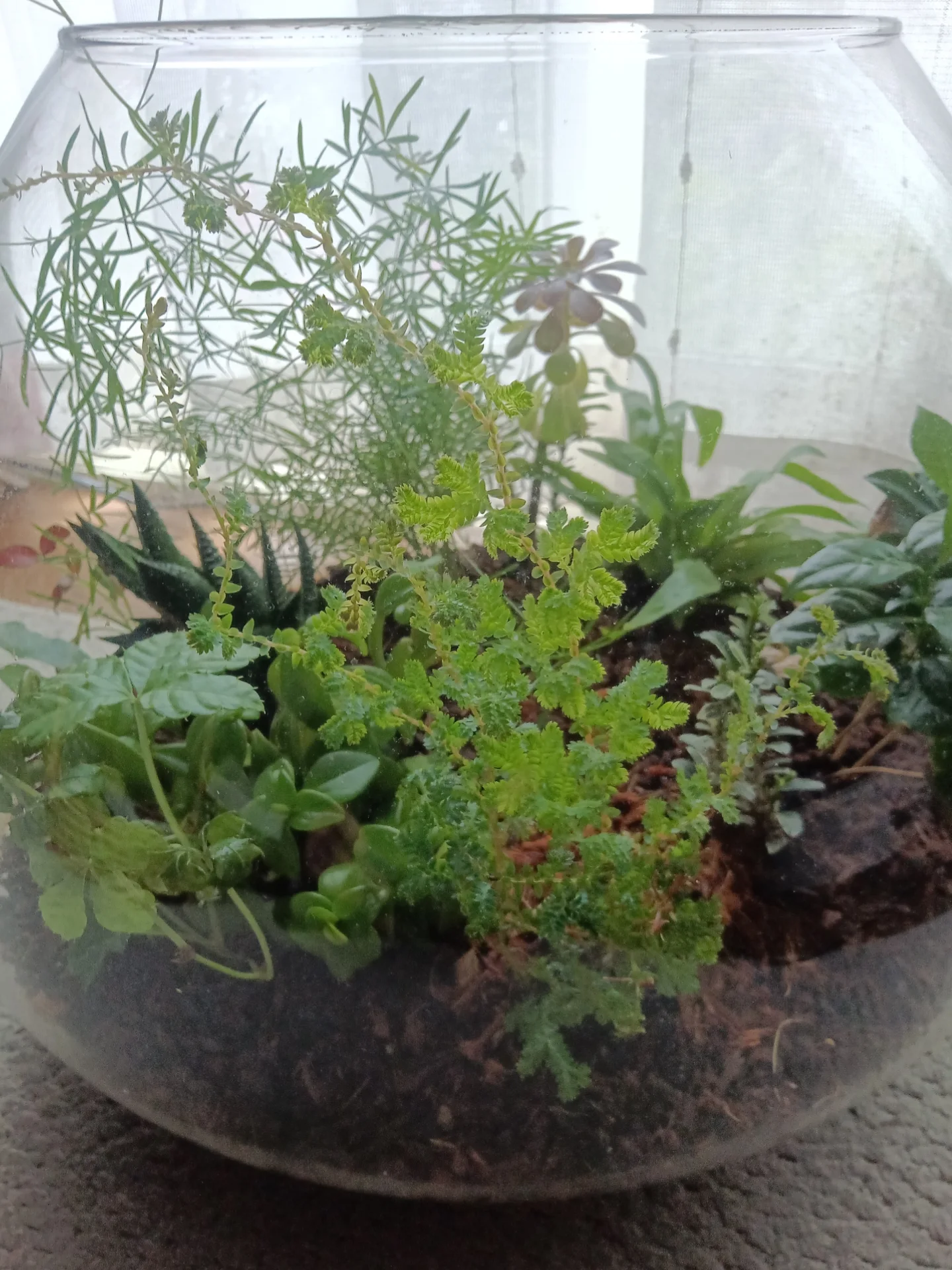 ガラスの中に広がるレインボーファンなどの植物