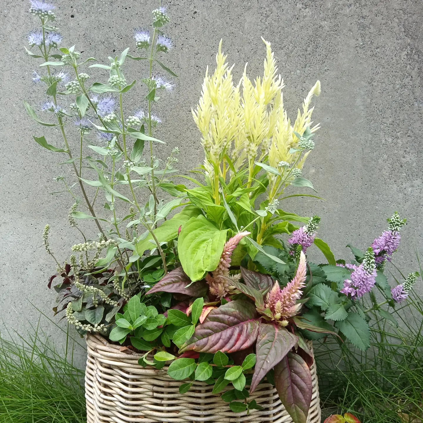 秋のレッスン案内で紹介された花と葉の寄せ植え