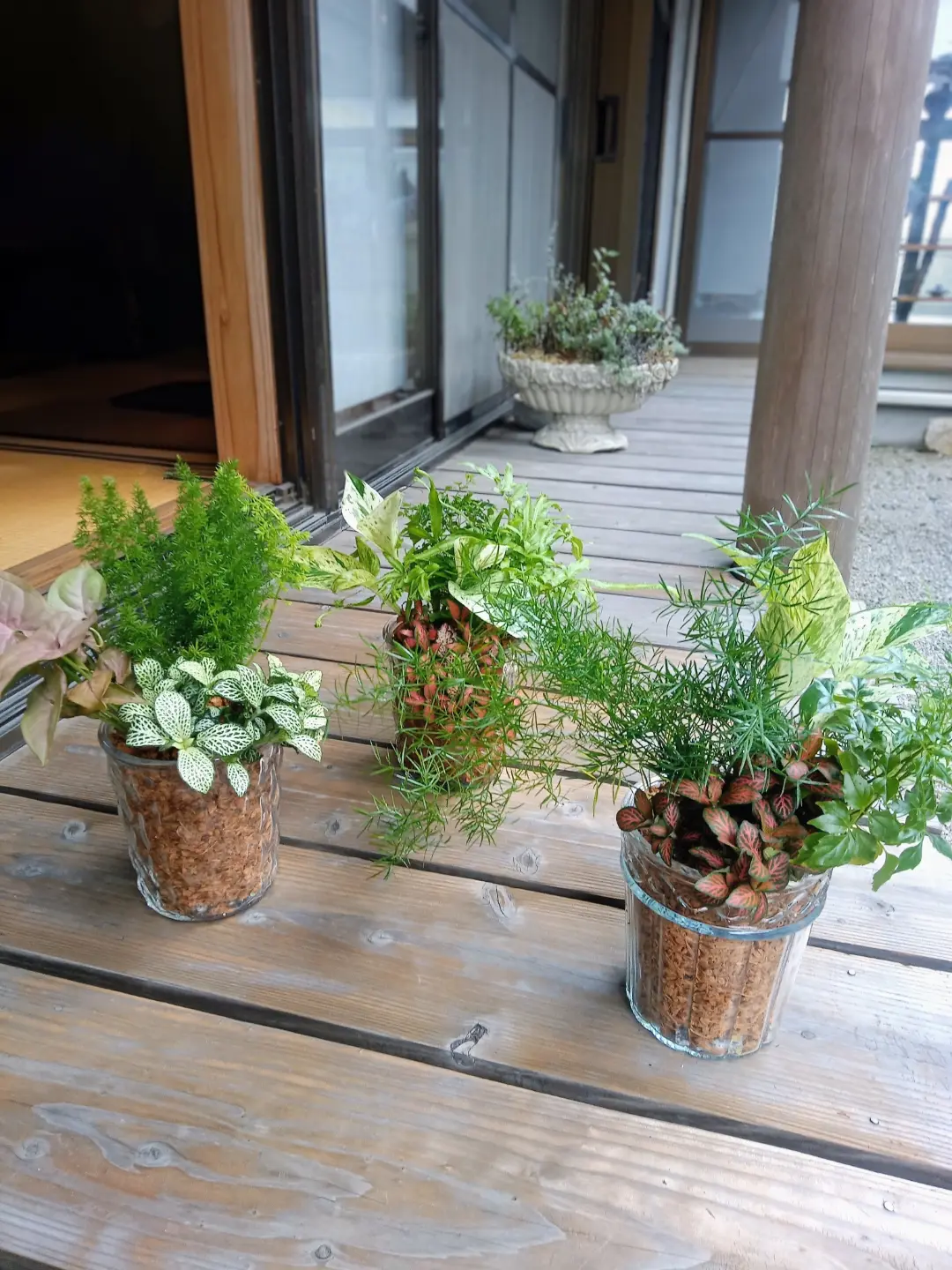 観葉植物ワークショップで完成した3つの寄せ植え