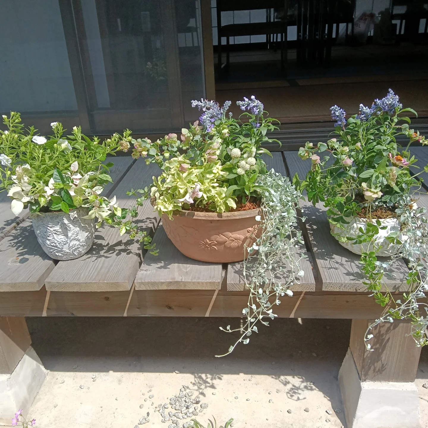 5月のワークショップで作られた淡い色の花の寄せ植え3鉢