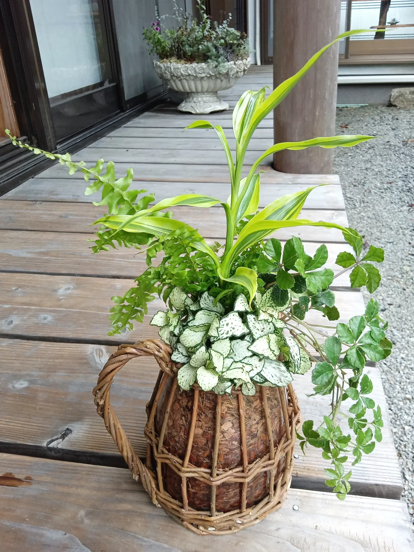 7月の投稿で紹介された白と緑の葉の寄せ植え